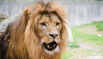 Zlínská zoo zuří. Do výběhu lvů někdo hodil lahev, hrozí jim vážné zdravotní potíže