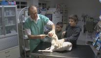 EU chce zakázat některá antibiotika pro zvířata. Budou zbytečně umírat, tvrdí veterináři