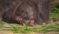 Je to holčička! V pražské zoo se narodilo první mládě vombata