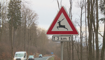 Největší mýty spojené se zvěří u silnic. Kdy hrozí největší riziko?