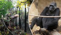 PŘÍMÝ PŘENOS: V zoo krmí zvířata ulámanými větvemi!