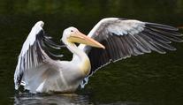 Z plzeňské zoo uprchl pelikán. Zmizel nám z očí, říká zoo a prosí lidi o pomoc