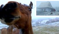 Podivná vesnice: Sousedi staví domy z koňských koblih! VIDEO