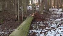 Dělostřelecký granát zarostl do kmene! Museli odpálit celý strom
