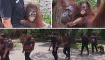 KOŘENÍ: Šance pro orangutany, které nestihly zabít palmové plantáže