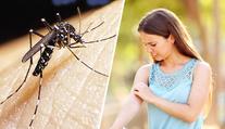 Poblíž Česka se připravují na invazi komára tygrovaného. Může přenášet virus Zika