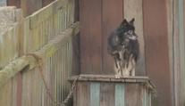 Konec řetězů a uvazování psů. Začne platit novela veterinárního zákona