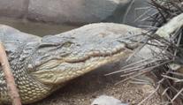Zoo ve Dvorci u Borovan otevřela krokodýlí pavilon. V Česku jiný nenajdete