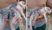 Narodilo se sele se šesti nohama! Farmáři v Číně jsou v šoku