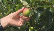 Stát chce pomoci farmářům. Jejich brigádníci by mohli odvádět méně na pojistném