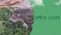 Lidé se zbavují vánočních stromků. V jihlavské zoo končí jako pochoutka pro zvířata