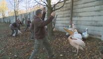 Boj s pelikány. Ošetřovatelé v zoo si musejí oblékat motorkářskou výbavu