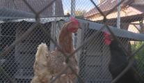 Ptačí chřipka se šíří! Veterináři našli ohnisko ve středních Čechách