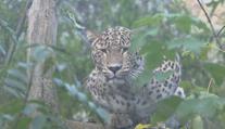 Jihlavská zoo se chlubí novým přírůstkem. Z Polska přicestovala levhartice perská