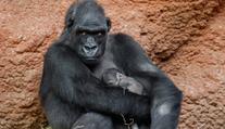 V pražské zoo se narodilo další gorilátko. Letos už druhé se stejným otcem