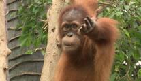 Pražská zoo hledá nového ředitele. Přihlásit se měl i bývalý ministr