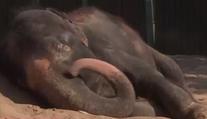Slonice Kala bojuje v ústecké zoo o život. Naděje je malá
