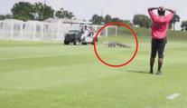 VIDEO: Fotbalistům Toronta se po trávníku proháněl aligátor