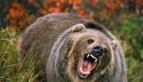 Děsivé svědectví: Lovec zázrakem přežil útoky zuřivého grizzlyho!