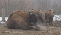 Olomoucká zoo zachraňuje zubry. Dvanáct z nich teď vypustila do volné přírody
