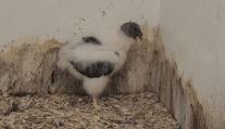 Ostravská zoo má nový přírůstek. Je jím mládě kondora královského
