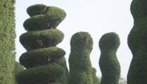Unikátní stromy v Belgii. Podzimní zastřižení obdivují zahradní architekti