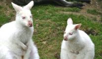 Kontroverzní krok české zoo. Nabídla lidem na sociálních sítích svá zvířata