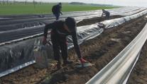 Začala sklizeň chřestu. Farmáře ale trápí sucho nebo divočáci
