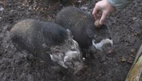 Zoufalství v zoologické zahradě: Máme málo ořechů, pomozte nám, volá