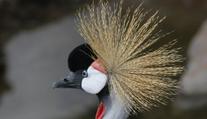 Ve slovenské zoo zemřelo vzácné zvíře. Ukamenovali ho opilí mladíci