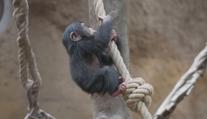 Ostravská zoo slaví nový přírůstek. Je jím mládě šimpanze hornoguinejského