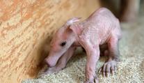Roztomilý přírůstek: V pražské zoo se narodilo mládě hrabáče! FOTO
