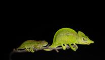 Vzácný chameleon žije! Odborníci objevili ztracené zvíře po 100 letech