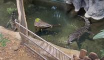 Jihlavská zoo připravuje krokodýly na páření. Plazy motivují nezvyklou metodou