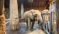 Radostná zpráva ze zlínské zoo. Slonice Kali porodila zdravé mládě!