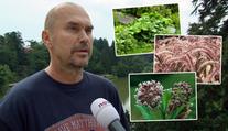 Mají se zahrádkáři bát invazivních rostlin? REAKCE ODBORNÍKA