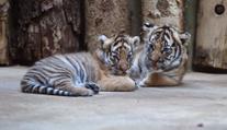 Pražská zoo poprvé představila malá tygřata! Jsou to dvojčata!