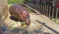 Narozeniny miláčka ze Zoo Dvorec. Hroch Bubi oslavil sedmnáctiny