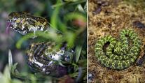 V pražské zoo rozmnožili jednoho z nejvzácnějších hadů! VIDEO