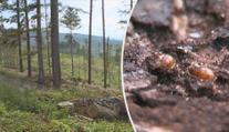 Kůrovec se pomalu stahuje. Lesníci doufají ve zlepšení situace
