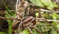V Rakousku se rozšířily tarantule! Jsou blízko českých hranic
