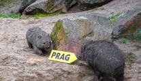 Pražská zoo odtajnila nového obyvatele. Vzácný chlupáč je zatím v karanténě
