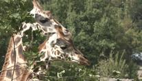 Zoo Jihlava má nové žirafy. Přivítání sledovaly stovky návštěvníků