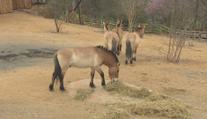 Koně Převalského se vrací do Prahy. Zoo otevřela novou expozici
