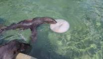 Z úspěchů olympioniků se stylově radují i lachtani v pražské zoo