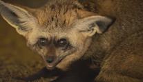 Z jihočeské zoo utekl pár psů ušatých. Hledat je budou pomocí dronu