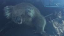 Koala zavinila hromadnou nehodu, pak si sama sedla za volant!