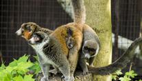 Přírůstek v ostravské zoo: Vzácní lemuři mají druhé mládě!