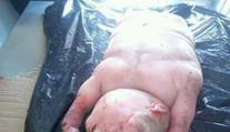 Je to ovce, nebo člověk?! Vesničany vyděsil jehněčí mutant