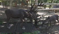 Vedra trápí i zvířata v zoo. S horkem jim pomáhají rosicí sprchy